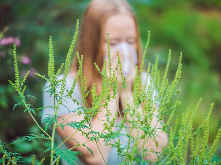 Allergie à l’ambroisie : comment la traiter ?